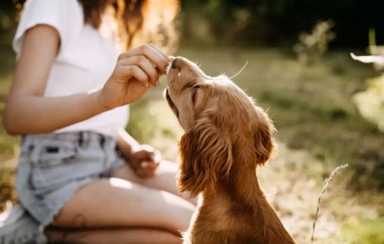 mascota